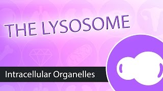 Intracellular Organelles The Lysosome [upl. by Ap]