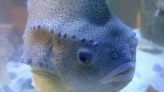 Lumpfish vs Sea Lice Cleanerfish to the rescue [upl. by Capps]