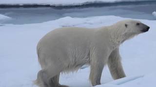 IJsberen op Spitsbergen [upl. by Seniag]