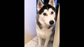 husky qui pleure [upl. by Stets]