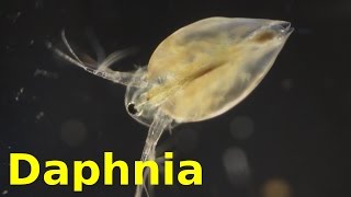 Daphnia [upl. by Matelda169]