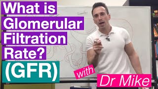 Glomerular Filtration Rate GFR  Renal System [upl. by Yelnikcm]