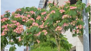 ACACIA de CONSTANTINOLA Albizia julibrissin ARBOLES Y ARBUSTOS [upl. by Adine447]