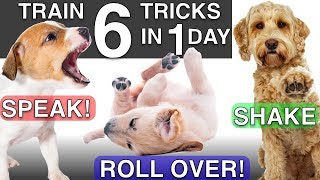 How to Train your Puppy 6 Tricks in 1 Day [upl. by Nidnarb]