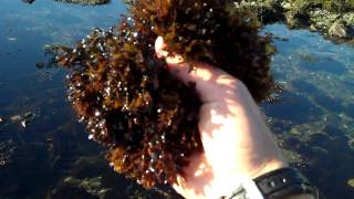 Irish Moss Chondrus crispus with Tidepool Tim of Gulf of Maine Biological Supply [upl. by Townsend]