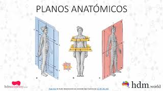 Planos anatómicos [upl. by Pierro]