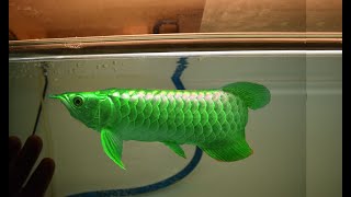 RARE ASIAN AROWANA FISHES AROUND THE WORLD ThinkAboutnature arowana beautiful fish [upl. by Enirolf]