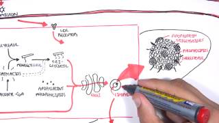 Physiology of Lipoproteins Cholesterol [upl. by Nosremaj]