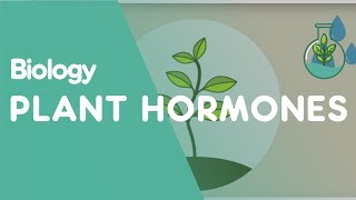 Plant Hormones Tropisms  Plants  Biology  FuseSchool [upl. by Kingston]