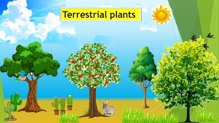 CBSE Class 4 Terrestrial Plants around us [upl. by Ettenahs]