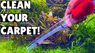 How To Clean Your Aquarium Substrate With Carpeting Plants [upl. by Eilarol]