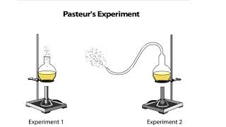 Pasteurs Experiment [upl. by Airtal]