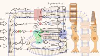 Phototransduktion  Wie sehen wir [upl. by Meg]