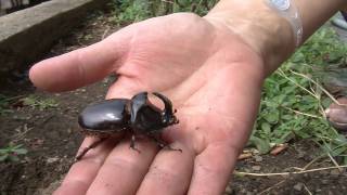 Rhinoceros beetle Oryctes Nasicornis [upl. by Olethea]