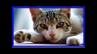 How to tell if a cat has distemper [upl. by Adila603]