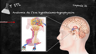 Capsule n°21  laxe hypothalamohypophysaire [upl. by Bevin239]