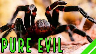 Mexican Red Rump Tarantula BrachypelmaTliltocatl vagans Care amp Facts [upl. by Allertse]