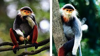 The Most Beautiful Monkey In The World [upl. by Anniken789]