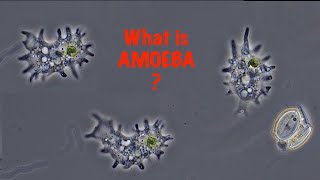 What is Amoeba [upl. by Ynaittirb]