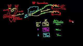 Autoregulation  Baroreceptors [upl. by Ellehcen]