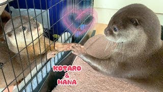 カワウソコタローとハナ ドキドキ初めての握手 Otter KotaroampHana Shake Hands [upl. by Ayiotal]