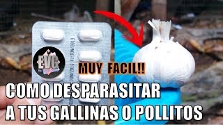 2 Formas para DESPARASITAR a tus Gallos gallinas o pollitos [upl. by Annat385]