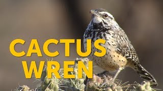 What bird uses a cactus for nesting The Cactus Wren does [upl. by Yate]