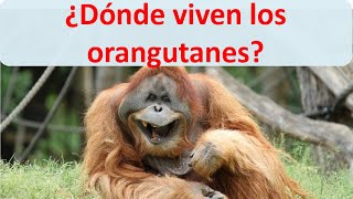 Donde viven los orangutanes [upl. by Carolle997]