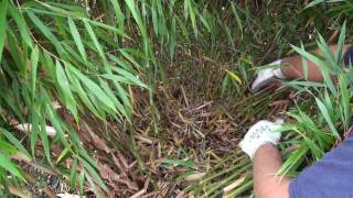 How to prune a clumping bamboo [upl. by Ydnolem774]