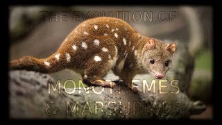 The Evolution of Monotremes and Marsupials 🦘 [upl. by Annekahs]