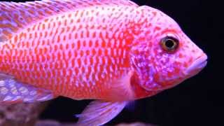 Super Colorful African Cichlid  The Dragon Blood Peacock Aulonocara Hybrid [upl. by Yup424]