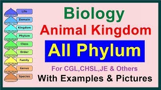 All Phylum  Kingdom Animalia  Biology [upl. by Johm36]