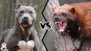 PITBULL VS WOLVERINE  What If They Would Fight [upl. by Ardnad]