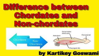 Difference between chordates and non chordates [upl. by Eimerej820]