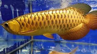 How To Take Care Of An Asian Arowana Silver Arowana Advice Included [upl. by Mikeb]