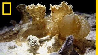 Nudibranch Snacks Along The Ocean Floor  National Geographic [upl. by Norwood]