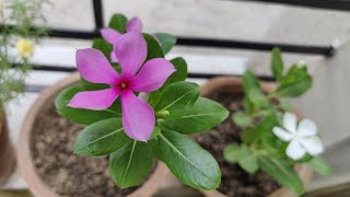 How To Grow amp Care Vinca  Sadabahar  Periwinkle Plant in Pots  The Right Gardening [upl. by Assetal]