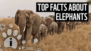 Top 10 Facts About Elephants  Animal Fun Facts  WWF [upl. by Pasadis]