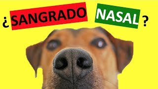 ¿Cómo Parar el Sangrado de Nariz En Perros – TRATAMIENTO [upl. by Liberati]