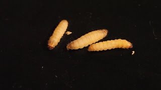 Wax Worm to Moth  Life Cycle in one minute [upl. by Ballinger]