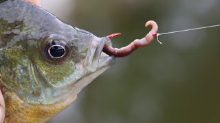 How to bait a Hook with a REAL worm [upl. by Asp248]