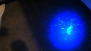 How to Find Cat Urine Odor with a Blacklight or UV Light [upl. by Motteo]