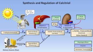 Calcium and Phosphate Metabolism [upl. by Kcirrad]