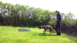 Training young Sighthounds [upl. by Cirred]