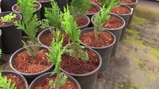 Were Going to Grow a Privacy Hedge of Thuja Green Giant Arborvitae [upl. by Rochell208]