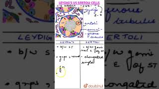 Leydig vs Sertoli Cells [upl. by Glaudia]