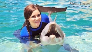 Nadando con Delfines y Focas  Miami Seaquarium [upl. by Itsud]