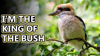 Kookaburra facts the terrestrial kingfisher  Animal Fact Files [upl. by Shien974]