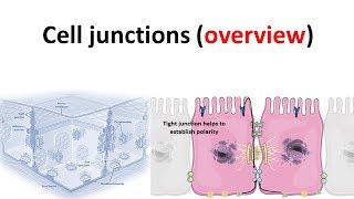 cell junction overview [upl. by Beesley]