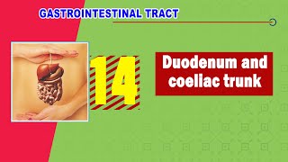 Duodenal Ulcer  Anatomy  Part 8 [upl. by Htebarual]